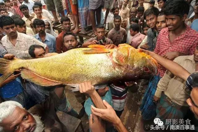 汕头南澳金钱鮸,最贵鮸鱼
