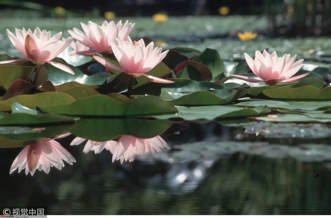 睡莲与荷花有什么区别和联系,莲花荷花睡莲傻傻分不清