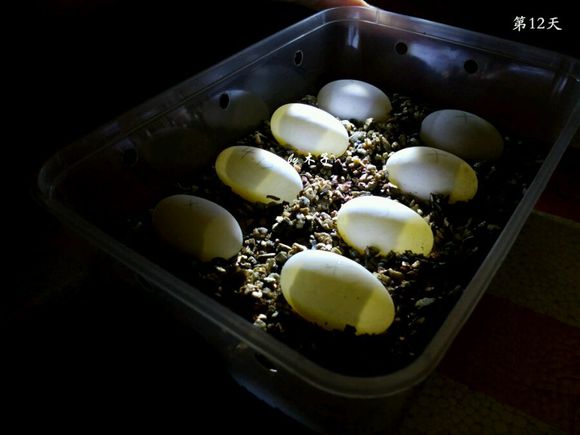 草龟繁殖经验分享孵蛋40天破壳,草龟孵化及幼龟养殖