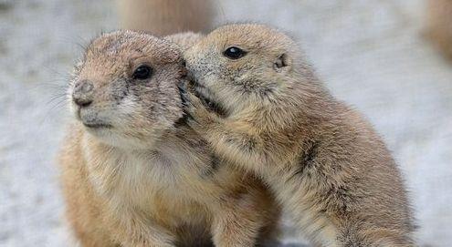 养土拨鼠让它自己打洞可以吧,自家院子里被土拨鼠打洞怎么办