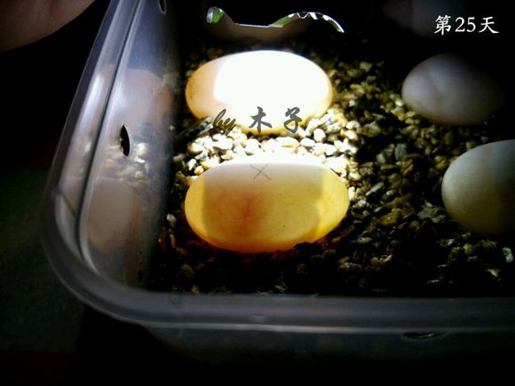 草龟繁殖经验分享孵蛋40天破壳,草龟孵化及幼龟养殖