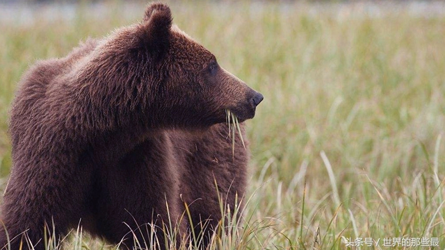 棕熊打老虎狠还是打狮子狠,棕熊和狮子谁更强