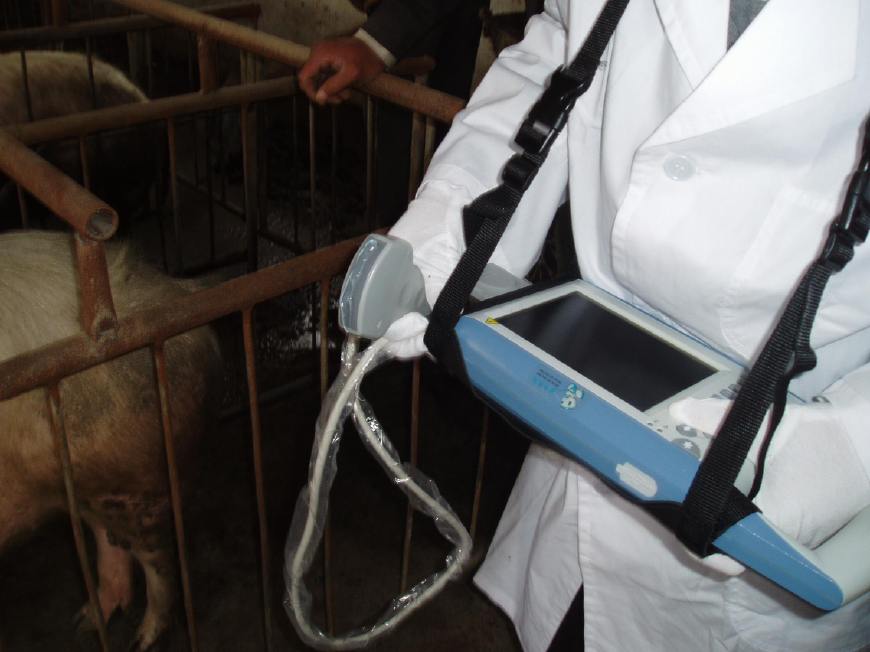 如何判断母猪有没有怀孕,怀孕母猪怎样判断生不下来