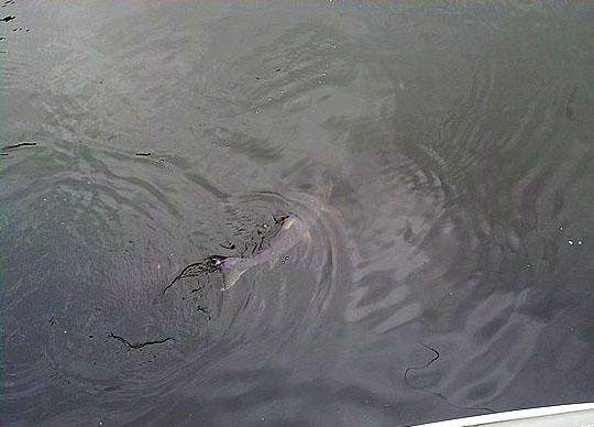 此鱼游泳迅速，行动敏捷，被广大钓友称为“水老虎”