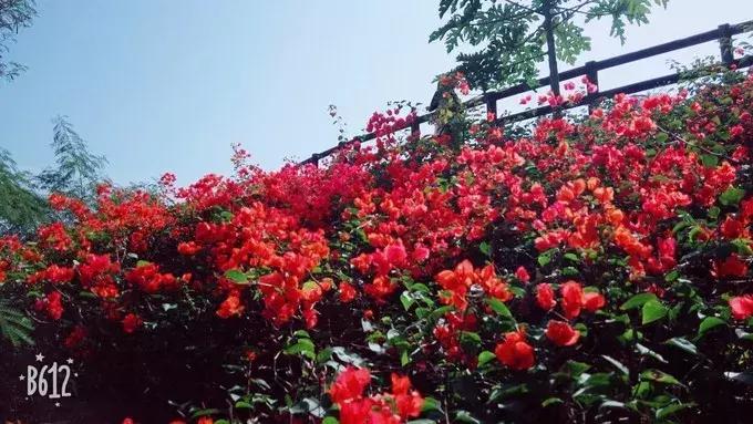 北海涠洲岛值得去的景点,涠洲岛天堂