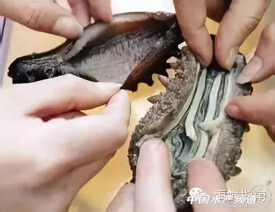 海参价格大跌原因,海参价格大跌吗