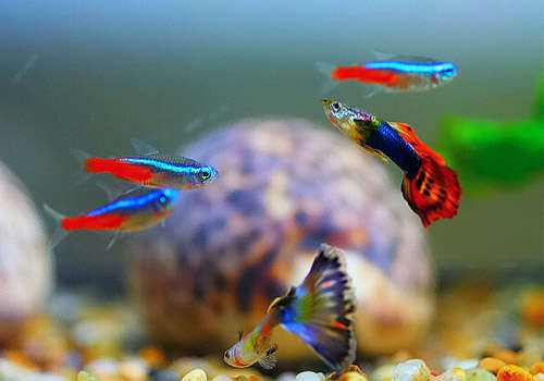 观赏鱼的养殖方法与技巧,观赏鱼要如何养殖
