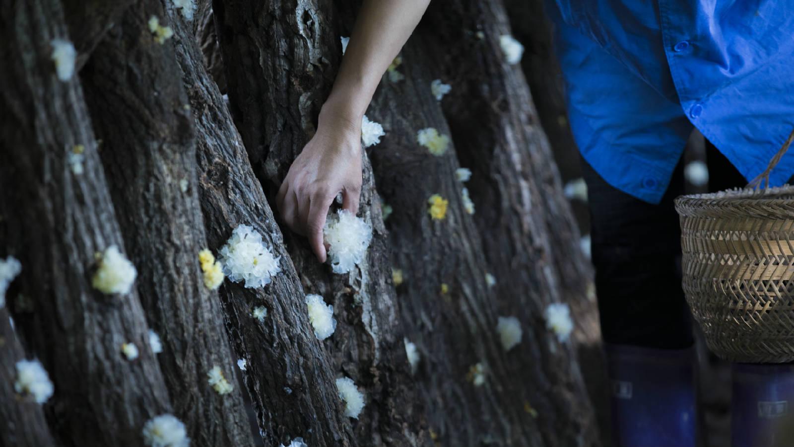 热点解读乡村振兴,通江乡村振兴