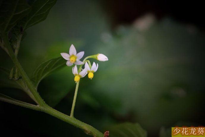 山里可以吃的小果子,一种野生甜甜的成串的小果子