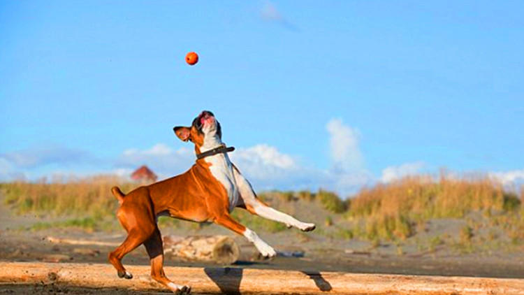 在狗狗眼里世界是什么颜色的,在狗狗眼里泰迪是什么