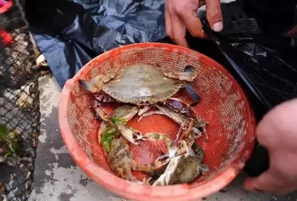 开海了有什么海鲜推荐买的,开海了海鲜去哪里买