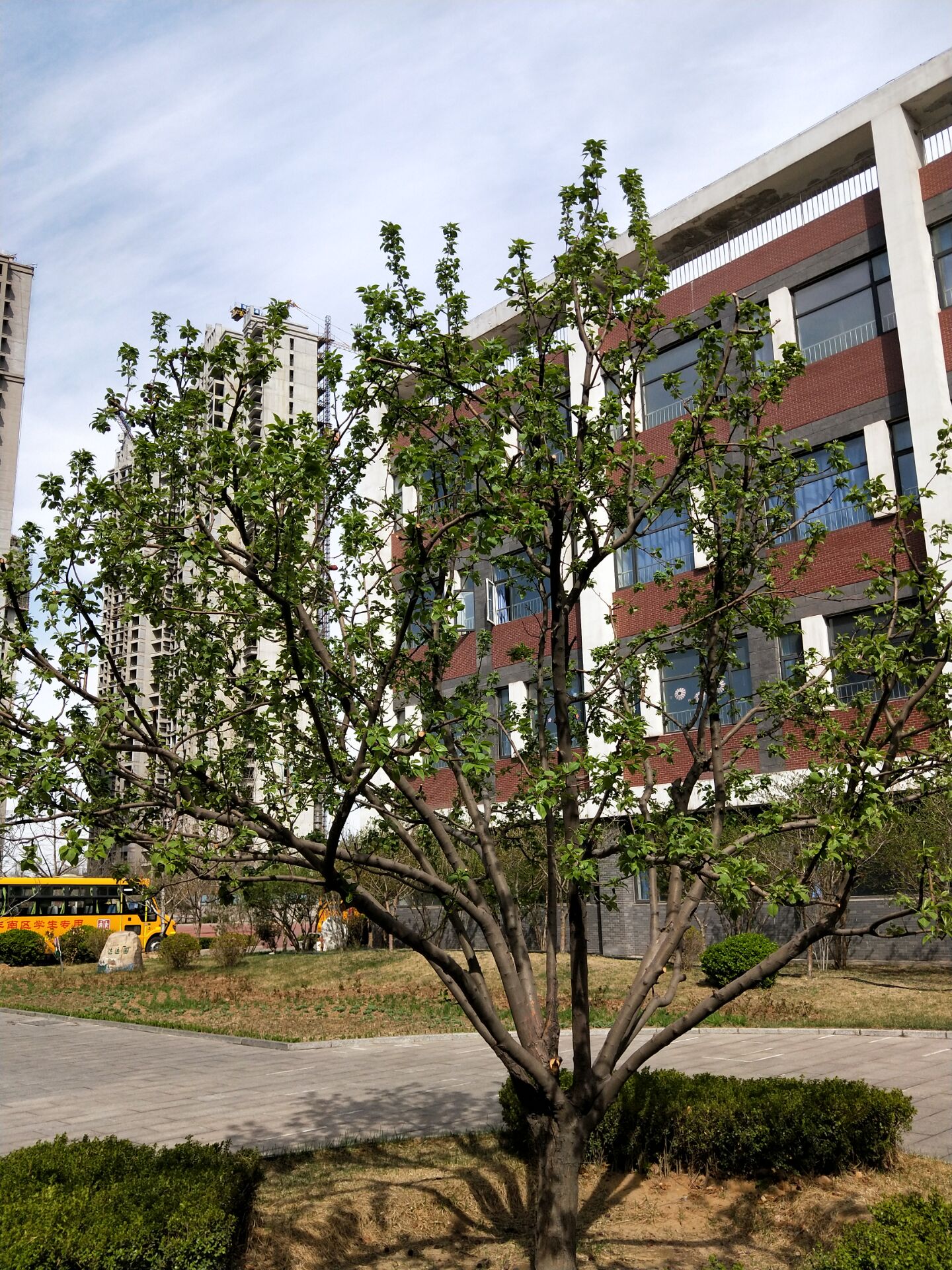 海棠的四季,海棠四季的图片