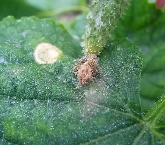 植物生病对照表,盆栽植物生病治疗方法