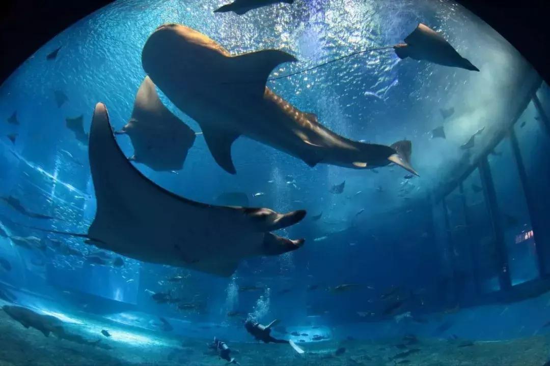 2021年上海迪士尼门票多少钱,上海迪士尼vip免排队门票价格