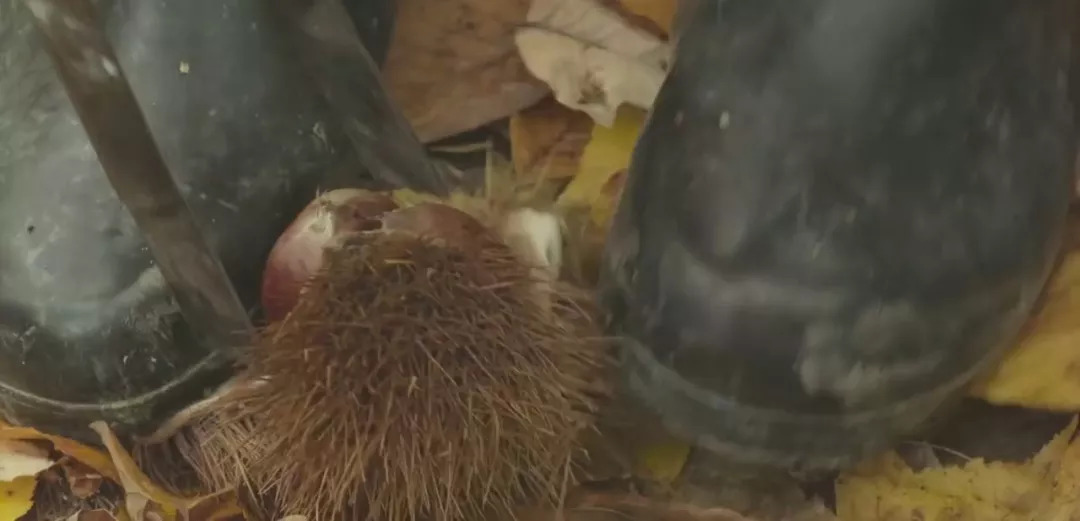 风物特产推介,湖北罗田大红袍板栗