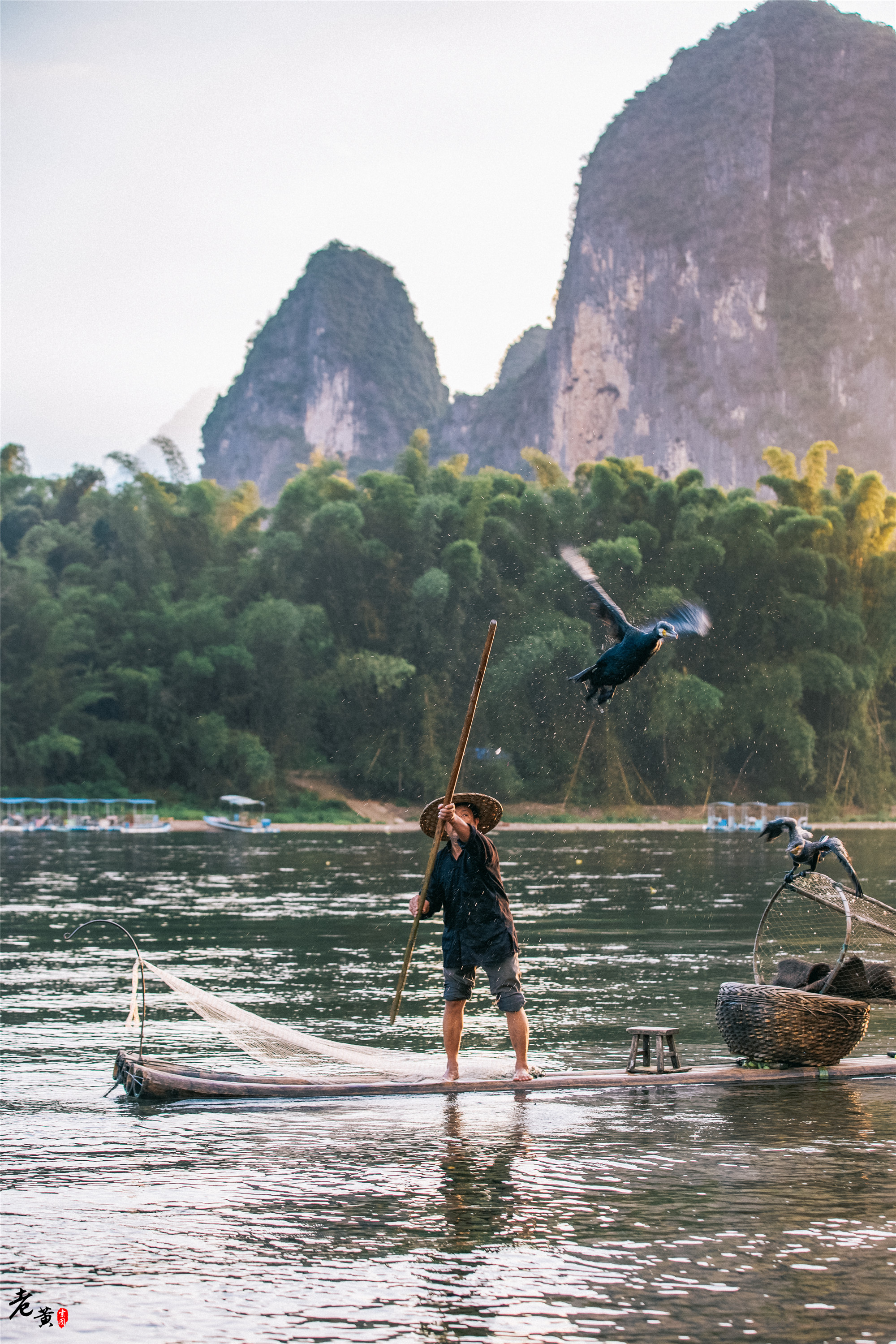 阳朔体验鱼鹰捕鱼,兴坪一日游之鸬鹚捕鱼记