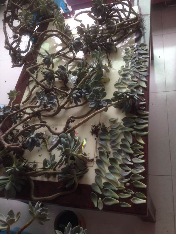 花了330元买了个10年老桩，带回家种了3箩筐，太爽了！