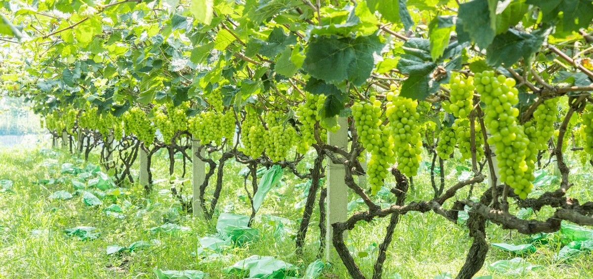 新西兰猕猴桃侵权案，二审宣判中国夫妇赔偿5558万，到底冤不冤？