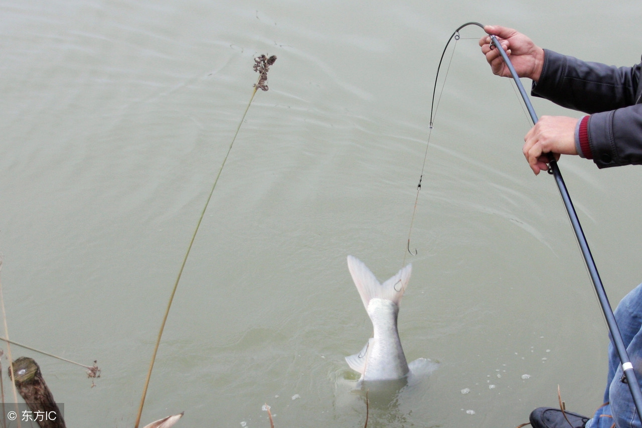 神仙难钓三月鲫,没有鱼饵料如何打窝