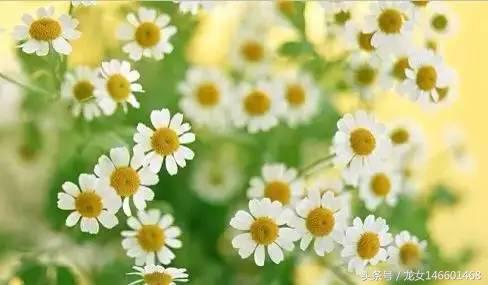 世界各国的国花视频,各国国花及花语列表