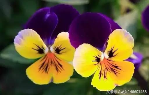 世界各国的国花视频,各国国花及花语列表