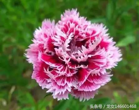 世界各国的国花视频,各国国花及花语列表