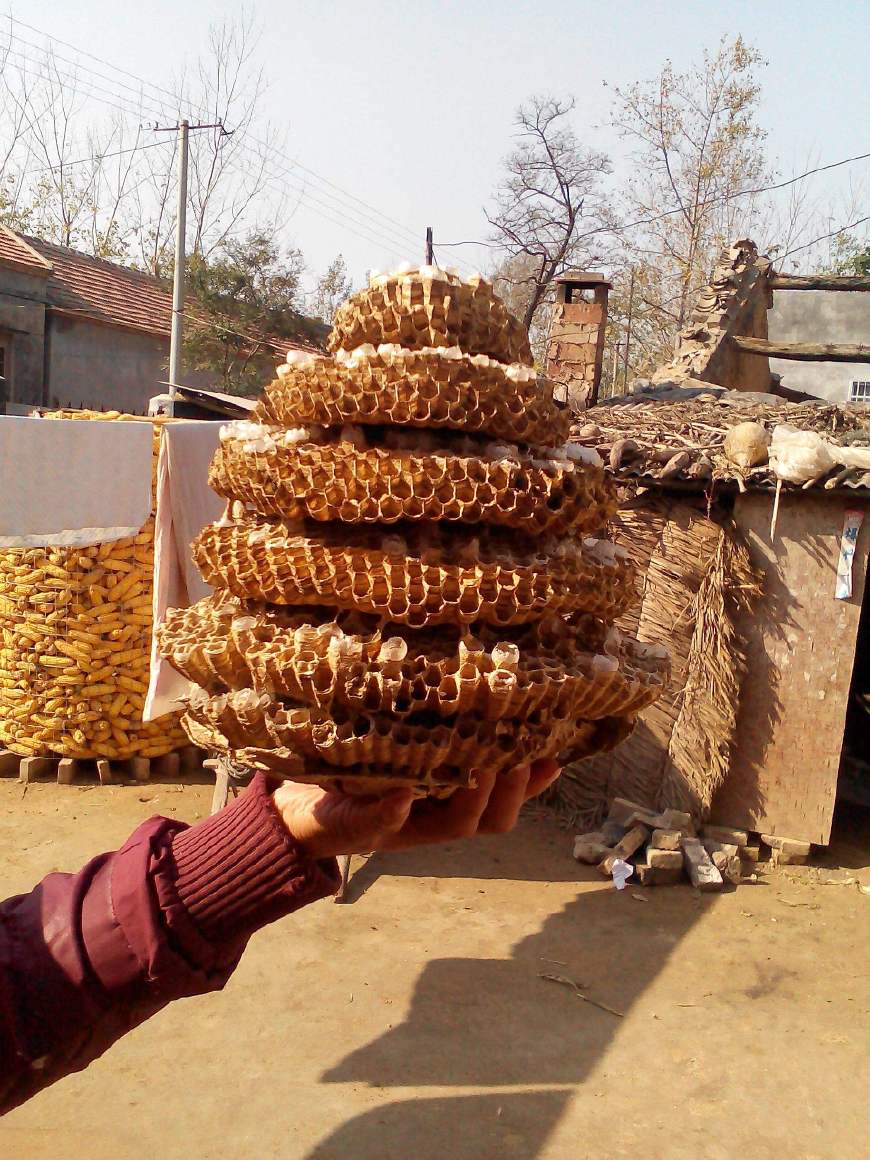 蜜蜂有什么特殊的象征,蜜蜂在房顶搭窝预示着什么