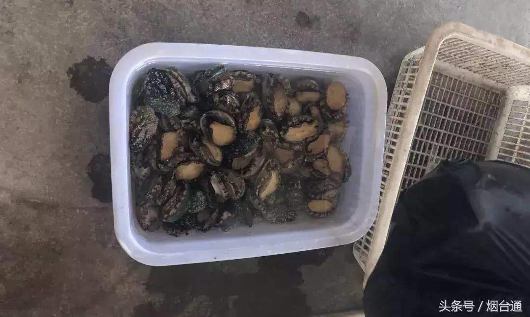 烟台开海现场直播视频,开海现场视频直播