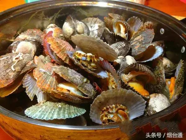 烟台开海现场直播视频,开海现场视频直播