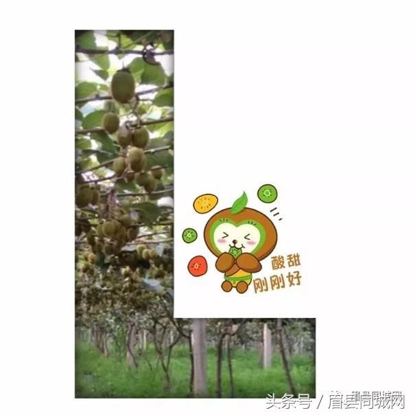 眉县猕猴桃消息,眉县猕猴桃真实故事