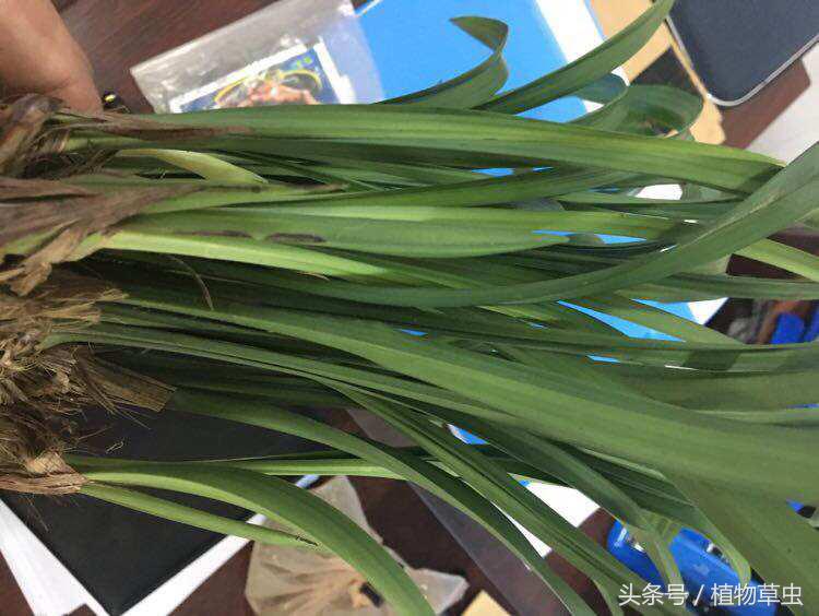 兰花上盆后必须有退草的现象吗,刚种下不久的兰花出现黄叶怎么办