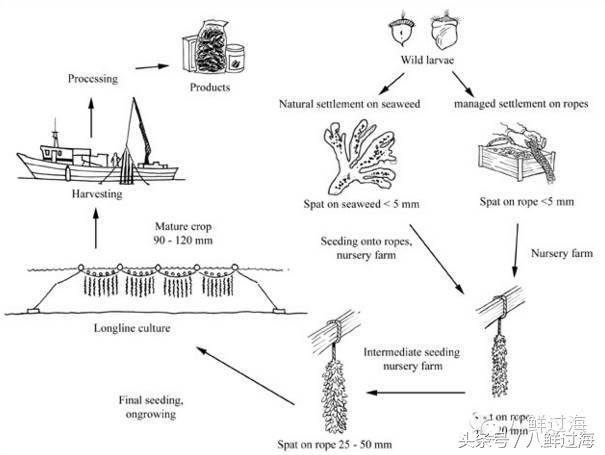新西兰海边青口贝,新西兰赶海吃青口贝
