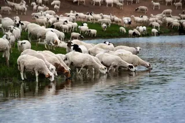 锡林郭勒羊肉多少钱一斤,锡林郭勒羊肉logo