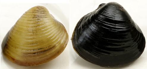 海边贝类种类,各种贝类的名称