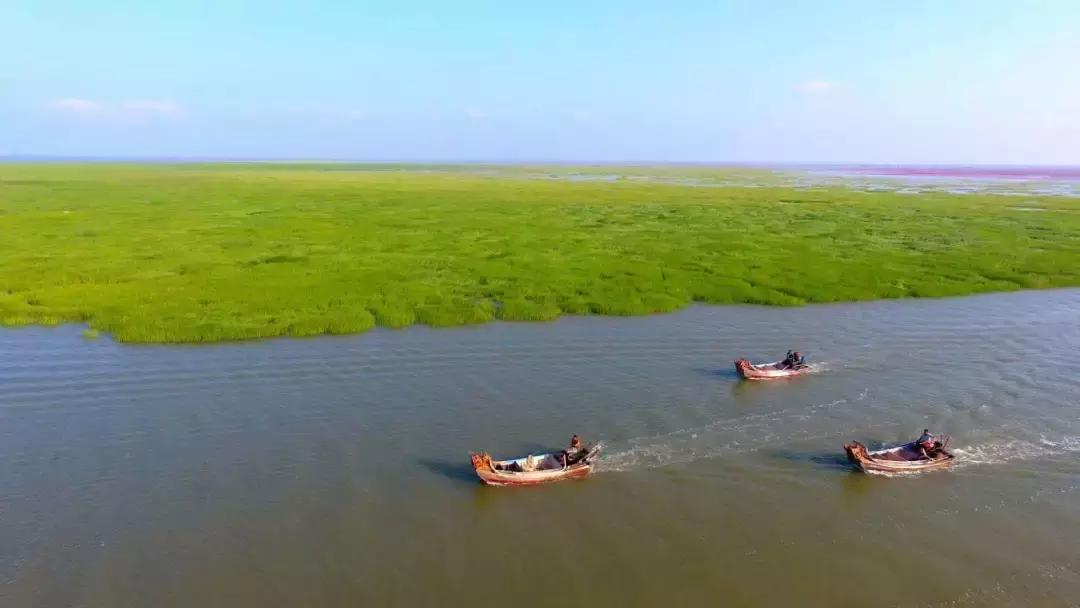 家乡的记忆之捉鸟篇