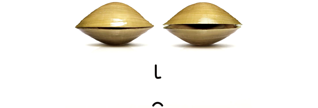 海边贝类种类,各种贝类的名称