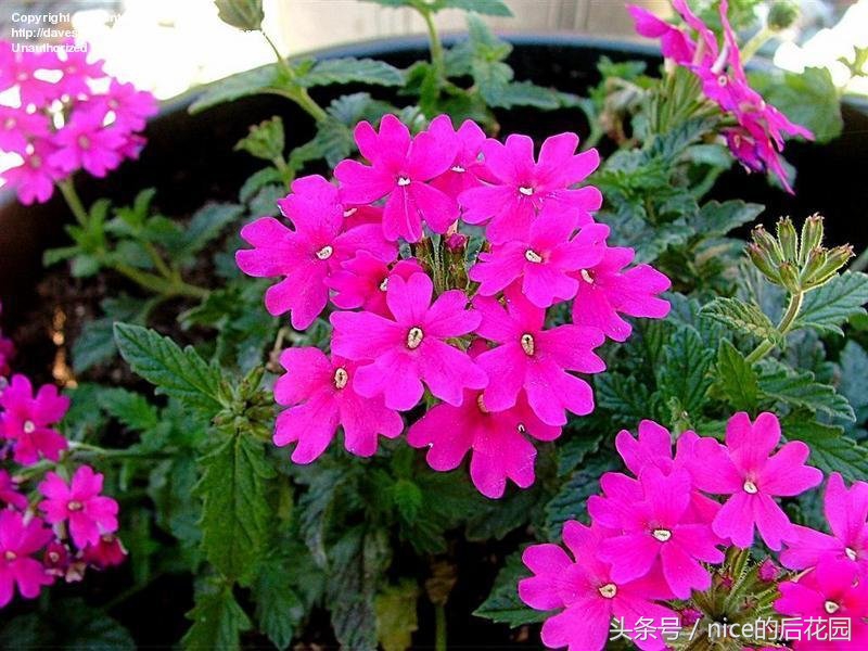 美女樱认不得？只怪它衣服太多