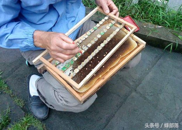 养蜂如何分蜂王,养蜂技术指导之蜜蜂四季管理