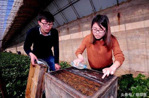 养蜂如何分蜂王,养蜂技术指导之蜜蜂四季管理