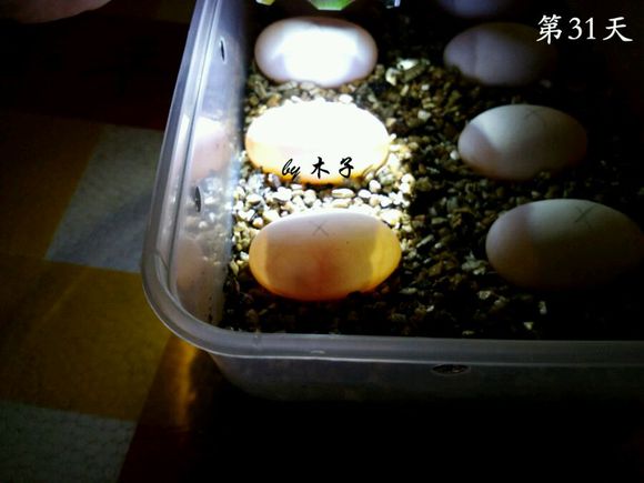 草龟繁殖经验分享孵蛋40天破壳,草龟养殖日记从幼苗开始