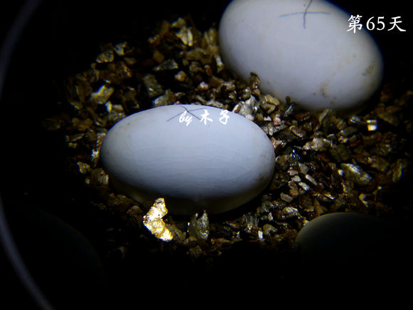 草龟繁殖经验分享孵蛋40天破壳,草龟养殖日记从幼苗开始