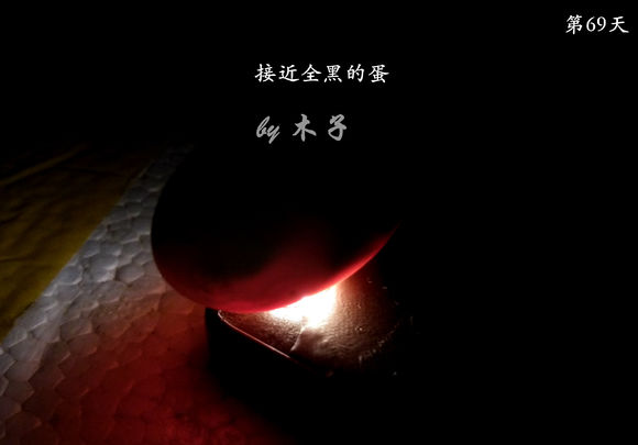 草龟繁殖经验分享孵蛋40天破壳,草龟养殖日记从幼苗开始