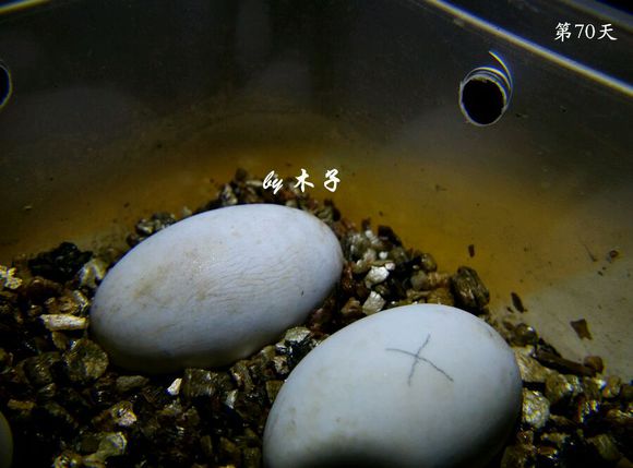 草龟繁殖经验分享孵蛋40天破壳,草龟养殖日记从幼苗开始