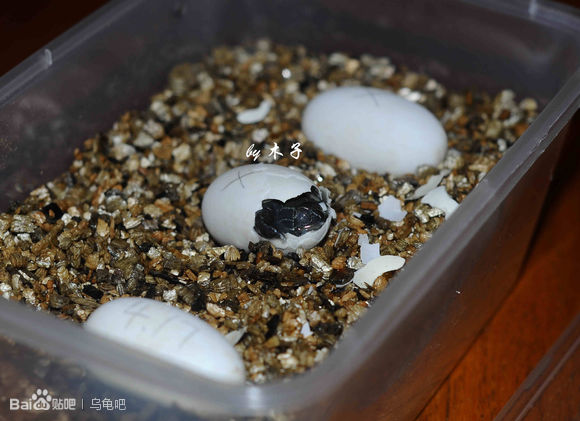 自己养的草龟怎么孵化草龟蛋,自家养的草龟如何产蛋