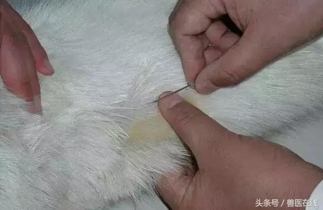 看图羊病,看图学经络