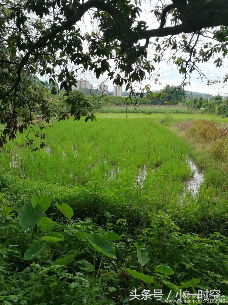 故人具鸡黍邀我至田家邀的意思,故人具鸡黍邀我至田家什么意思