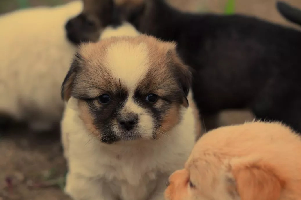 狗狗拉不出便便怎么办,狗狗总是吃各种东西怎么办