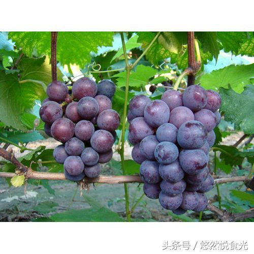 广西防城港特产有什么值得带,广西贵港特产大全排名前十名