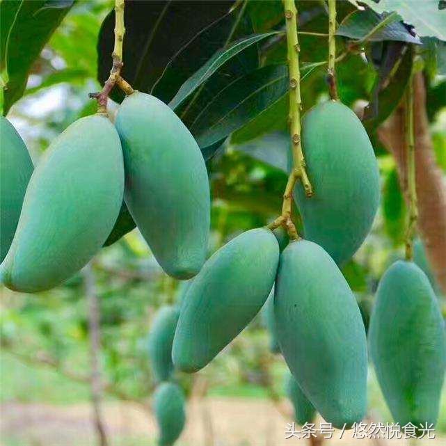 广西防城港特产有什么值得带,广西贵港特产大全排名前十名