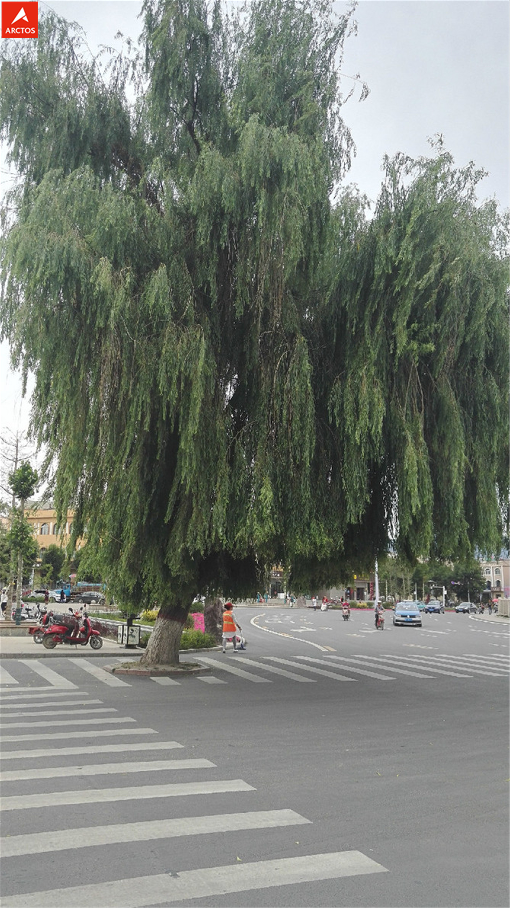 一次偶然，铸就永恒，十年驴龄的他“长存”于此-乌孙驴行记